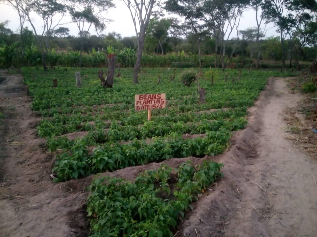 A full stand of flowering bean plants on the farm