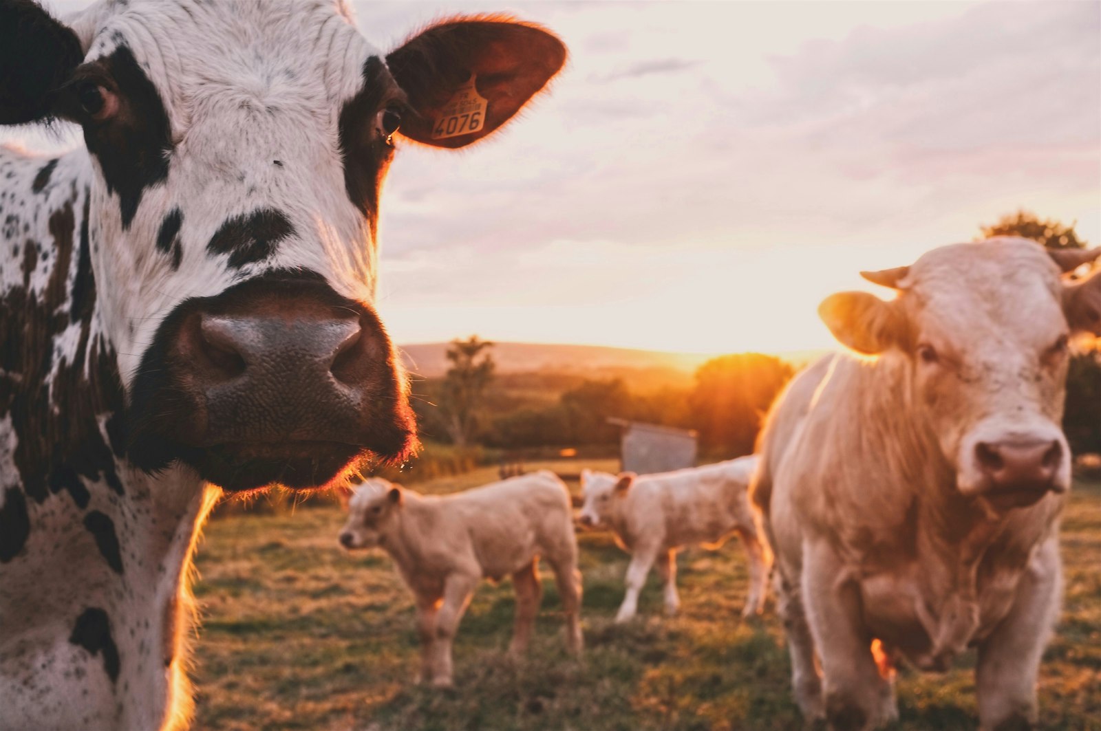 Cattle grazing at Nyaluwe Farms in Bulala