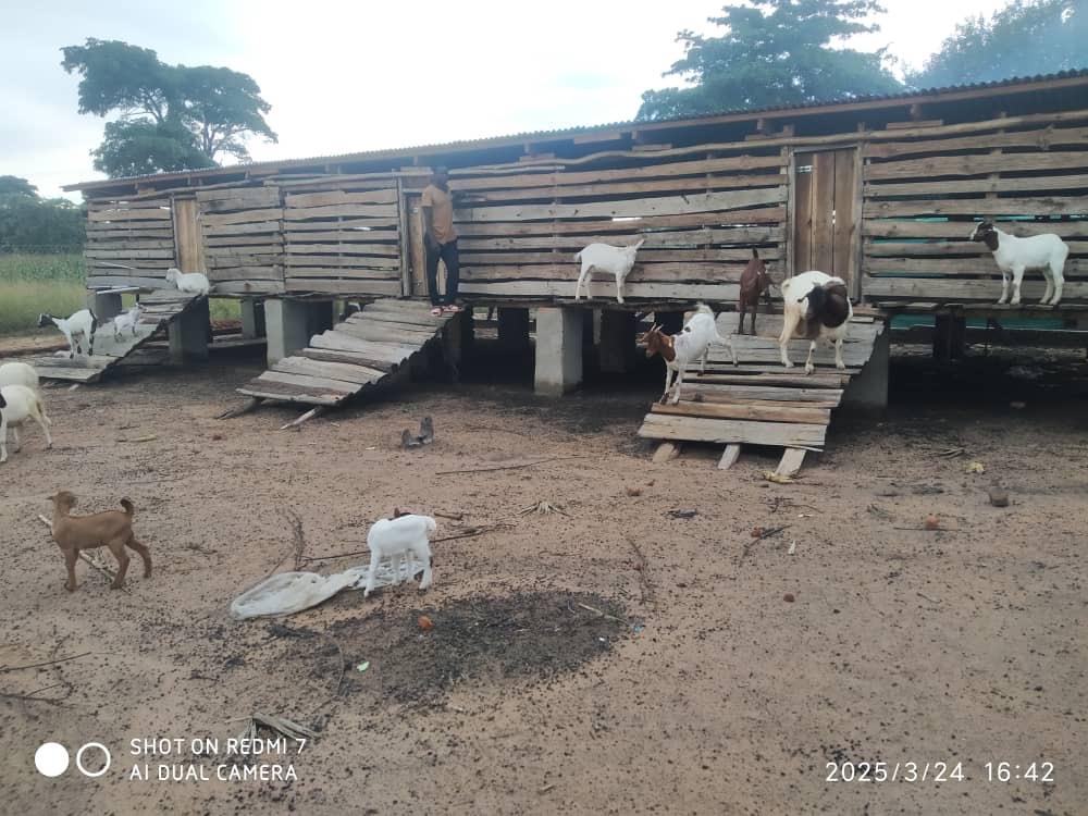 A herder with young goats at the kraal on Nyalu Farms