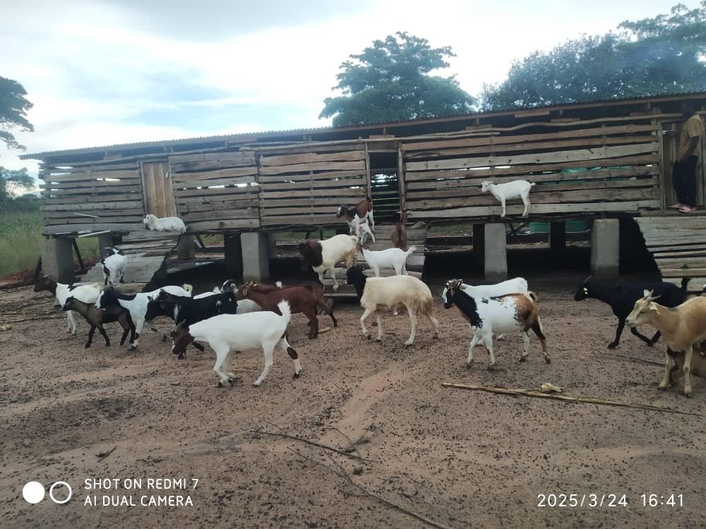 Goats and sheep at the kraal on Nyaluwe Farms in Samwiri Village, Bulala