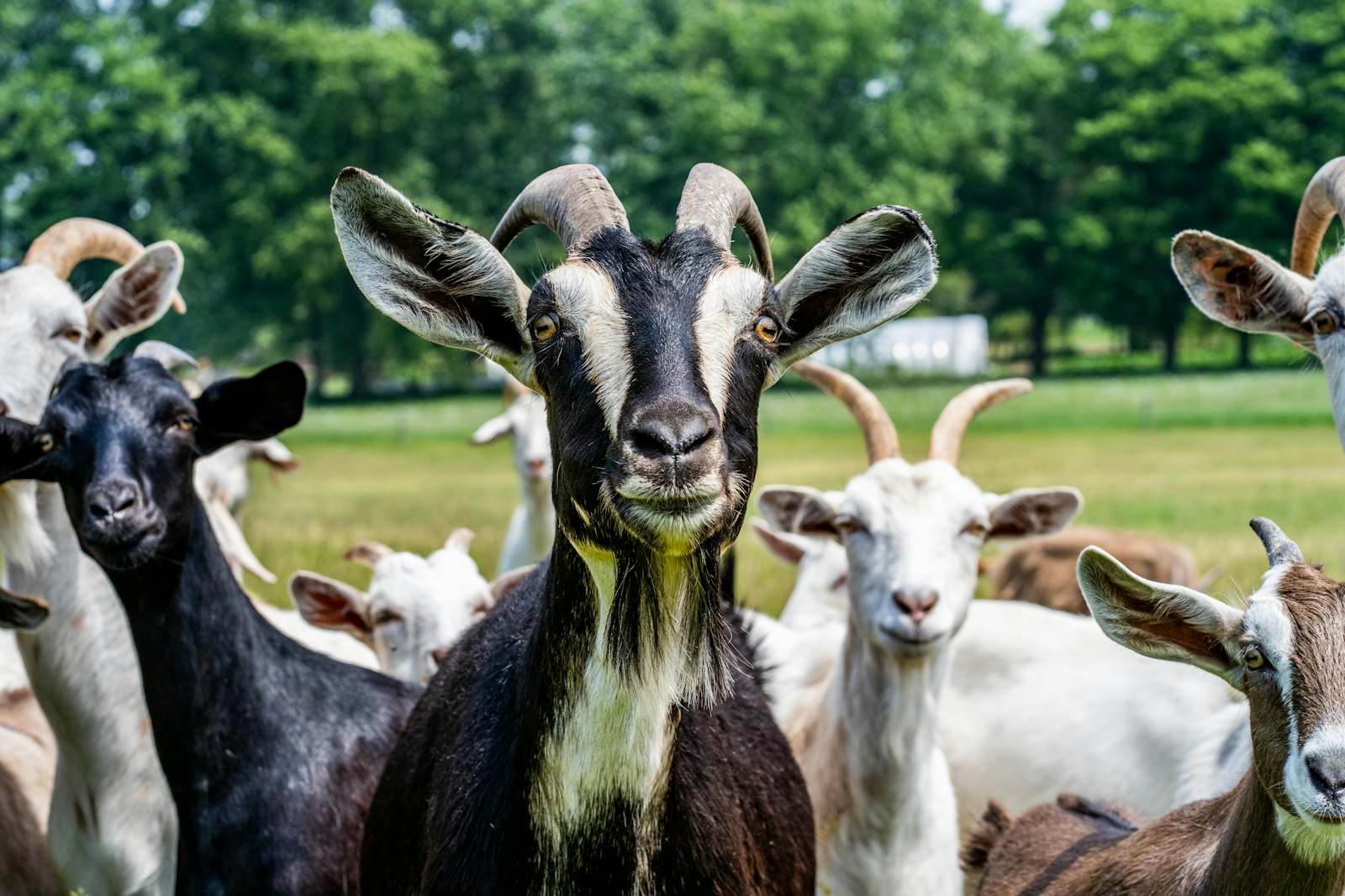 Goats browsing near a rocky outcrop at Nyaluwe Farms