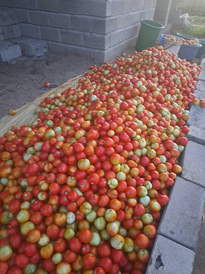 Freshly harvested ripe tomatoes grown at Nyalu Farms