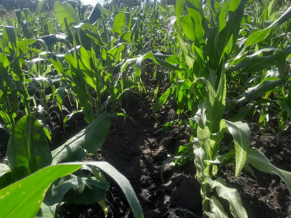 A farmer tending tall green maize rows at Nyaluwe Farms in Samwiri Village, Bulala in Mzimba District