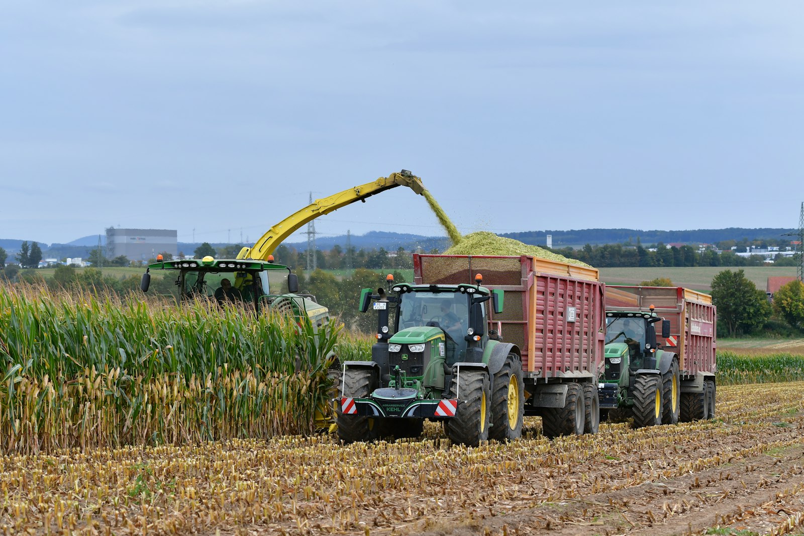 Maize growing in neat rows on the farm