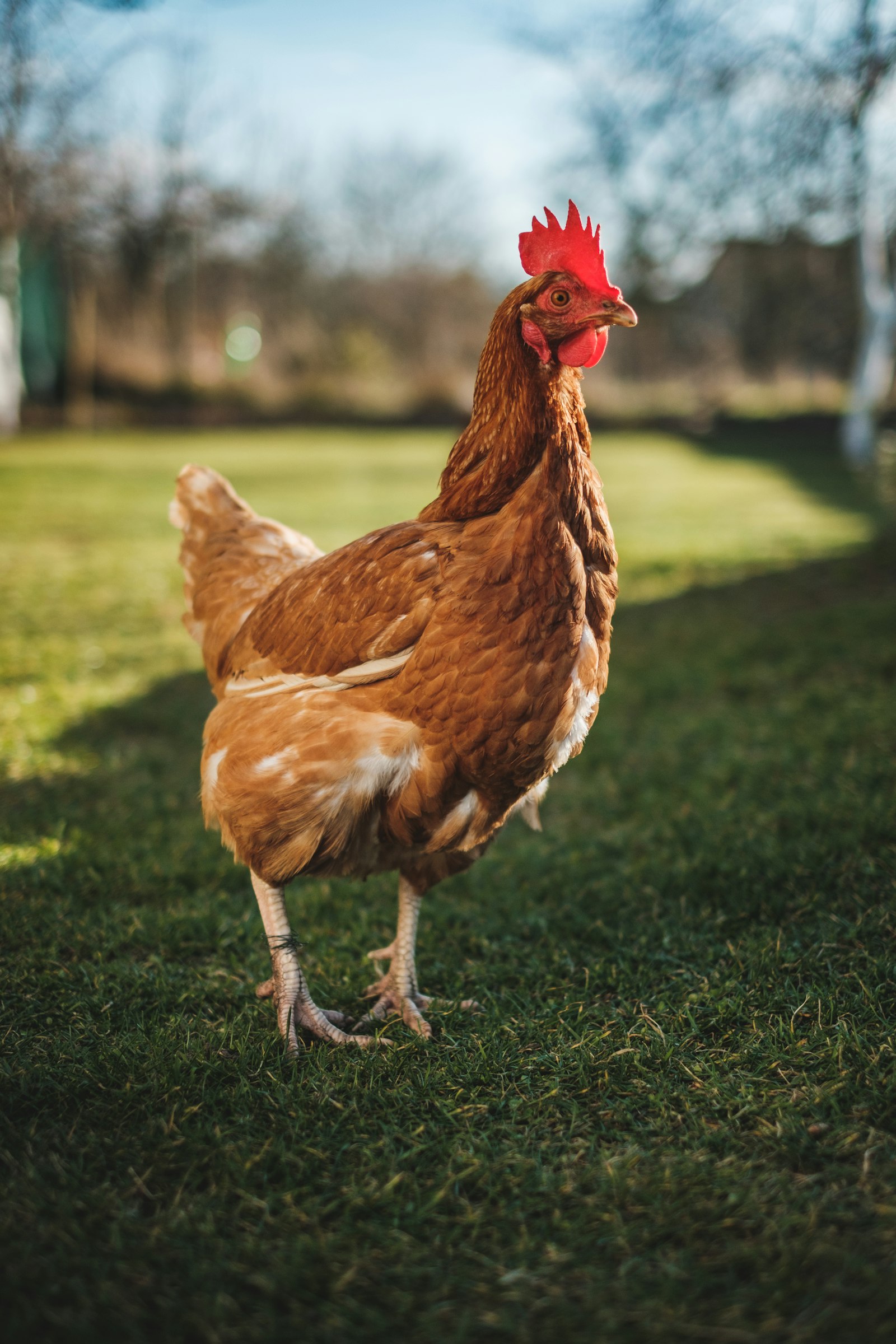 Free-ranging poultry around the farmyard